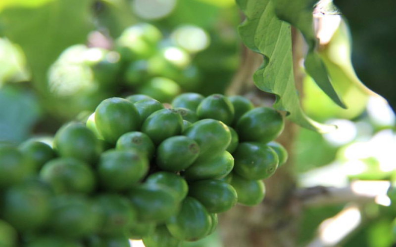 Analysis of Typica Coffee Bean Origins and Characteristics | A Pour Over Flavor Guide from Jamaican Blue Mountain to Yunnan