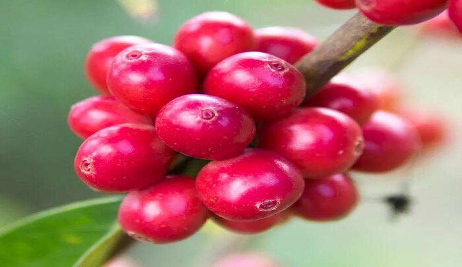 Ethiopia Gesha Village vs Panama Emerald Green Label: Both are Gesha, but how do their flavors differ?