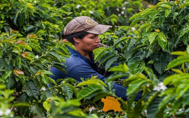 Is Colombian coffee black coffee? Flavor analysis of special processing methods and pour over parameters