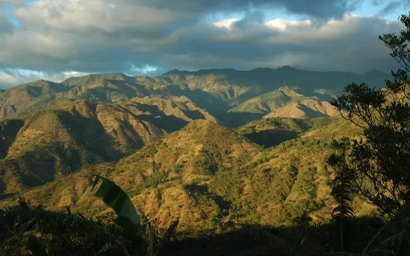 Honduras 2024 COE Champion Washed Geisha: How La Sarca Estate Repeated as International Competition Winner?