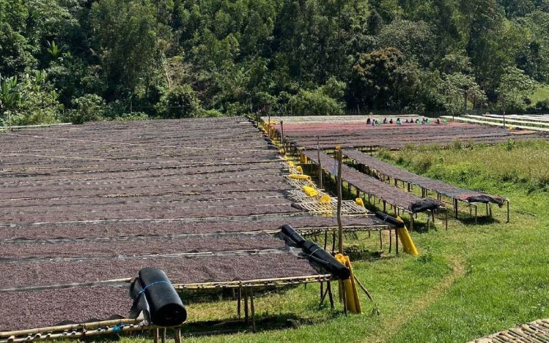 Yirgacheffe Aricha Factory Sun-Dried Coffee Beans: A Complete Guide to Flavor Profile & Processing Techniques