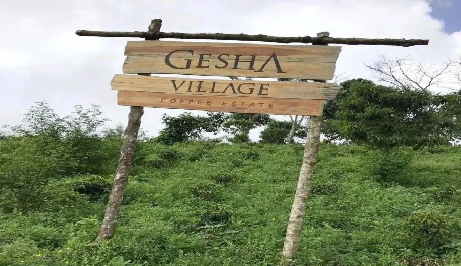Analysis of Ethiopian Gesha Village Gold Label Gesha Beans: Pour Over Guide for Gori Gesha & 1931 Varieties