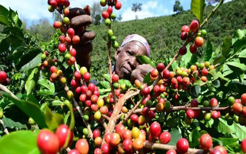 The Evolution of Tanzanian Coffee Varieties & Regional Characteristics | Geisha, KP423, Kilimanjaro Pour Over Flavor Analysis