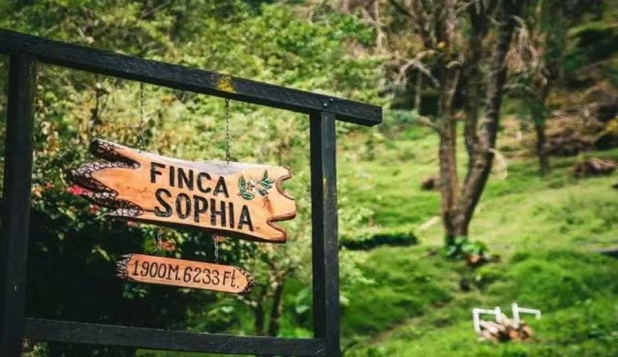 The Ultimate Guide to Panamanian Geisha Coffee Beans: From Variety Origins to Pour Over Parameters and Flavor Analysis