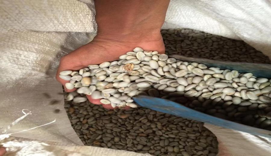 How to Choose Coffee Beans for Cold Brew? Flavor Differences Across Light, Medium, and Dark Roasts & Brewing Tips