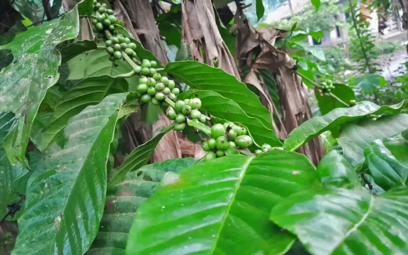 Robusta vs Arabica Flavor Analysis | Vietnamese Coffee Bean Regions & Brewing Guide