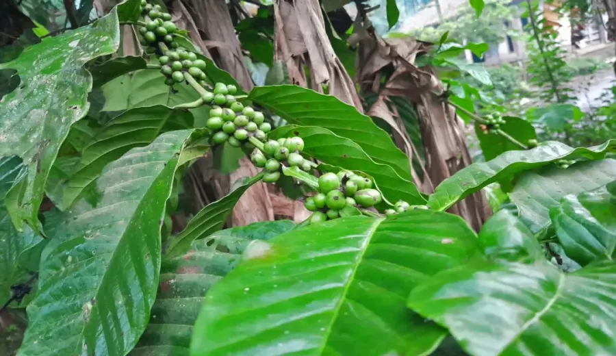 Robusta vs Arabica Flavor Analysis | Vietnamese Coffee Bean Regions & Brewing Guide