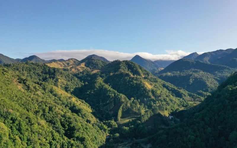 How to brew Panamanian Carme Estate Geisha? Brewing parameters and flavor profile of the 96.5-point washed beans
