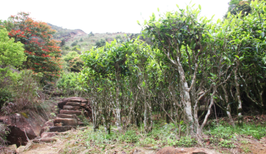 Analysis of Phoenix Dancong Tea Aroma Profiles: How to Distinguish Tongtian Xiang, Jiangmu Xiang, and Ginger Flower Aroma?