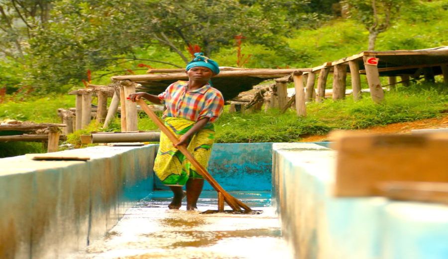A Complete Guide to Rwandan Coffee Bean Varieties, Grading, and Washed Processing