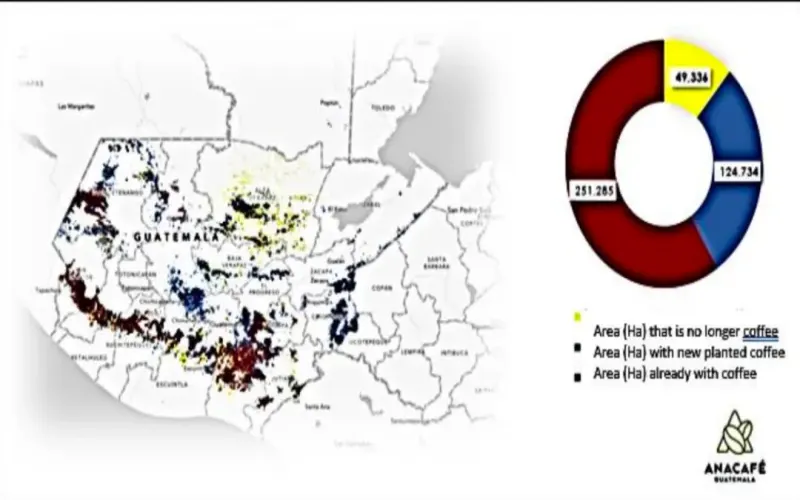 Guatemala’s Coffee Cultivation Expands: How Smallholders Tackle Climate and Cost Challenges?