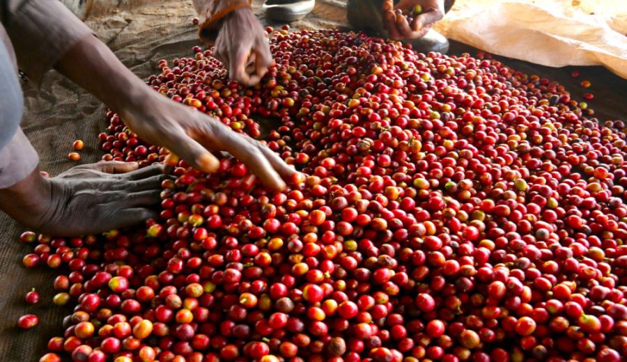 The Ultimate Guide to Kenyan Coffee Origins: From Regions, Varieties to K72 Washed Process & Pour Over Brewing Tips