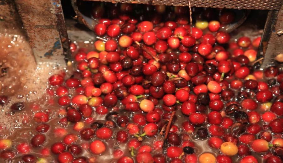 How to Choose Yunnan Coffee Beans? Avoid Instant Coffee Misconceptions – 2 High-Value Beans Recommended for Pour Over