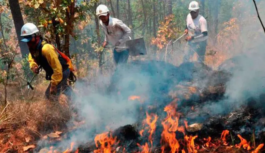 Honduras’ Extreme Climate Devastates Coffee Farms: Production Crisis Under El Niño and La Niña Attacks