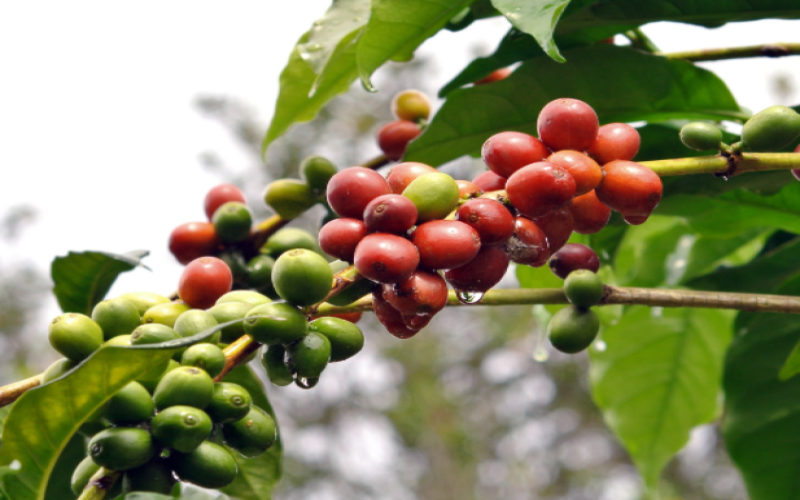 Why is there such a big price difference in coffee beans? A complete guide to origin grades and selecting pour over coffee beans