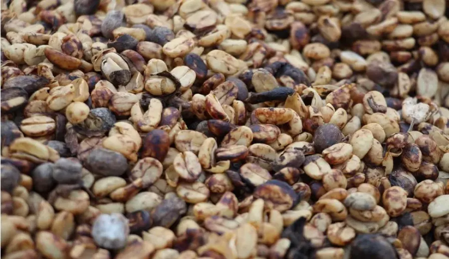 Analysis of Costa Rica Tarrazú Honey Processed Beans | Raisin Honey Process & Musician Series Tasting
