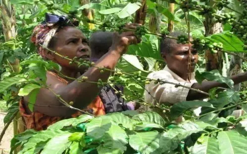 Uganda’s Coffee Exports Surge: China-Africa Cooperation Drives High-Quality Robusta Into Chinese Market