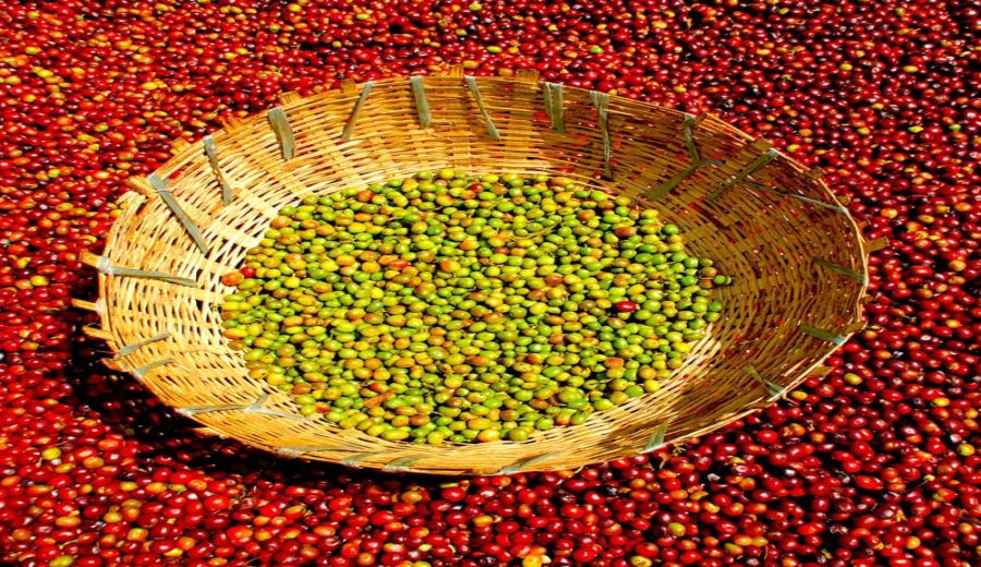 The Complete Guide to Sun-Dried Coffee Beans: From Harvesting to Flavor Analysis and Pour Over Recommendations