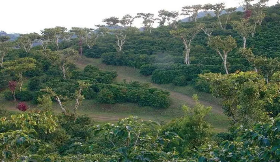 Guide to the Guatemalan Finca La Flor Coffee Bean Region and Pour Over Flavor Profile