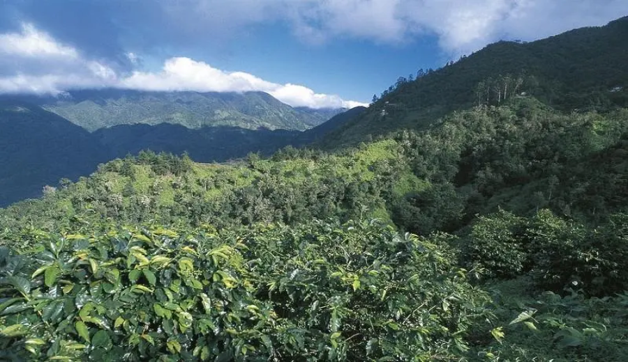 Gafei Coffee Farm in the Thika Region of Kenya – Asiilia Washing Station: A Complete Guide to SL28/SL34 Washed Beans & the K72 Process