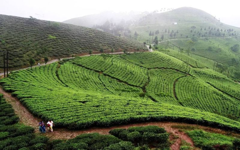 How to drink Nepalese black tea? How does smallholder farming affect flavor and quality