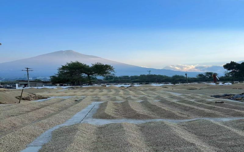 Complete Guide to Costa Rica Honey Process Coffee: From Yellow Honey to Black Honey, How to Choose? How to Brew?
