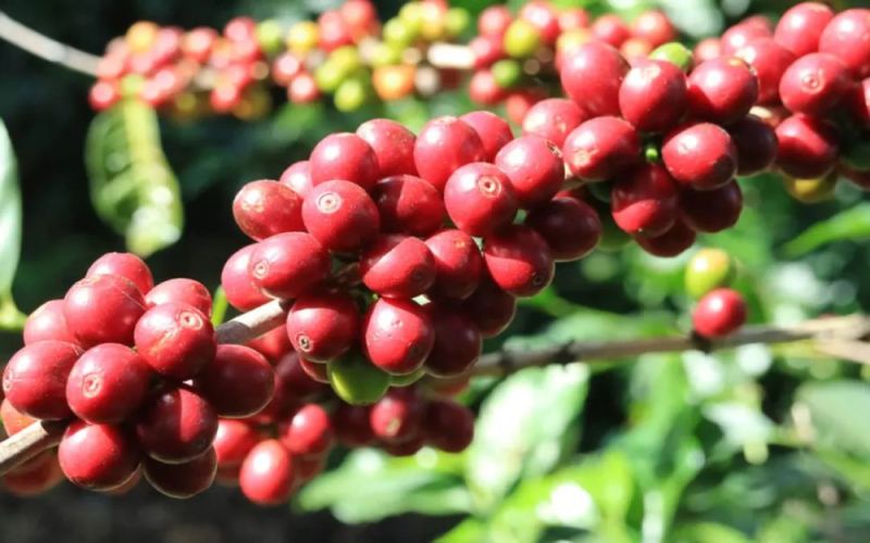 Unveiling the Four Major Bourbon Derivatives: Flavor & Cultivation Analysis of Caturra, Villa Sarchi, Pacas & Bourbon Mayagüez