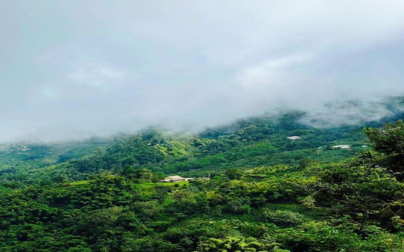 A Comprehensive Guide to Jamaica Blue Mountain Coffee Grading and Typica Varieties: From Terroir to Flavor Identification