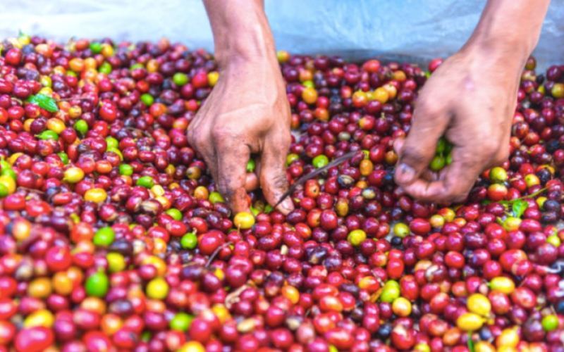 A Complete Guide to Myanmar’s Coffee Regions: Exploring Arabica Varieties from Shan State to Mandalay