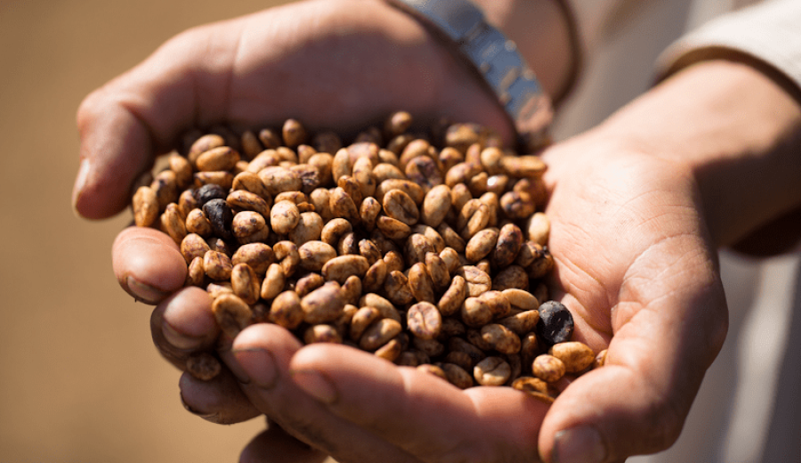 What’s the difference between honey processing and natural drying? In-depth analysis of raisin honey processing and coffee flavors