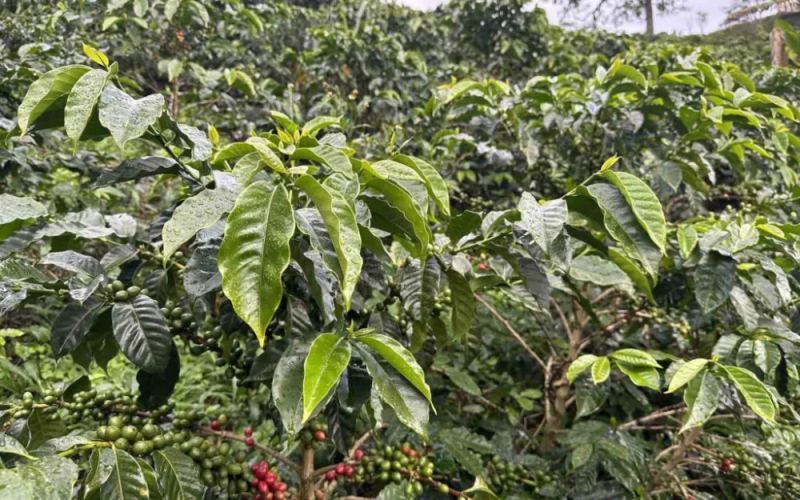 Introduction to the Ombligon Coffee Variety from Colombia’s El Ombigón | Flavor Analysis of Double Anaerobic Processing at Finca La Línea