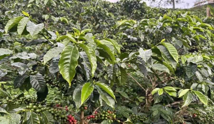 Introduction to the Ombligon Coffee Variety from Colombia’s El Ombigón | Flavor Analysis of Double Anaerobic Processing at Finca La Línea
