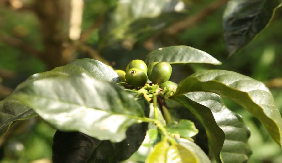 Flavor Analysis and Pour Over Brewing Recommendations for Coffee Beans from Colombia’s Four Major Regions