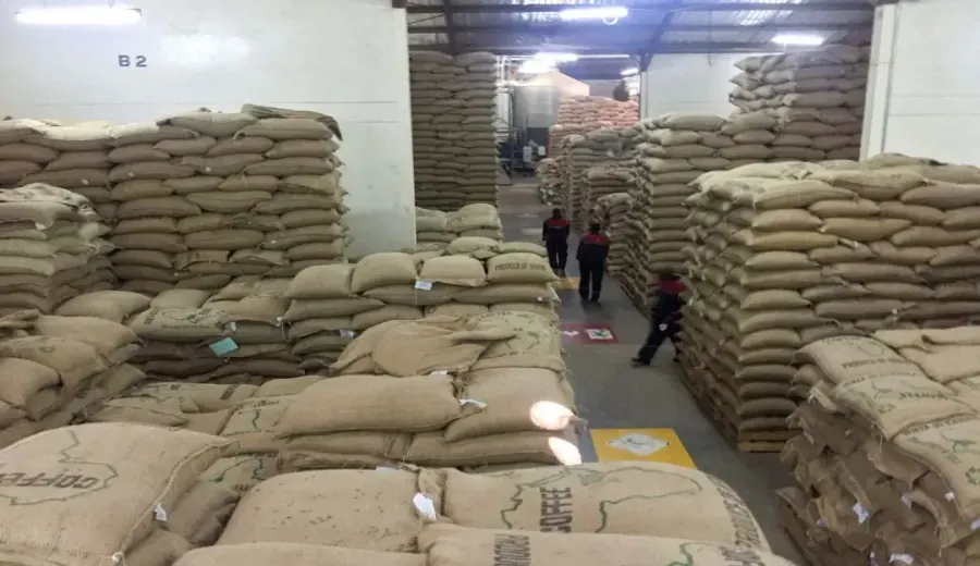 Kenyan Coffee Auction Prices Surge 15%! Analysis of Potential Risks from Falling Production and Political Instability