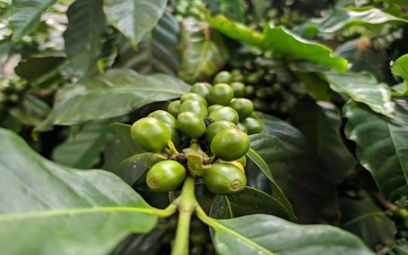Espresso Bean Freshness Guide: Roast Date, Degassing Period, and Storage Tips