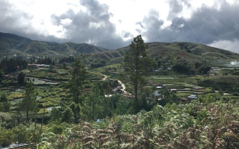 Complete Guide to Indonesian Mandheling Coffee: Wet-Hulling Flavor Profile & Pour Over Brewing Techniques