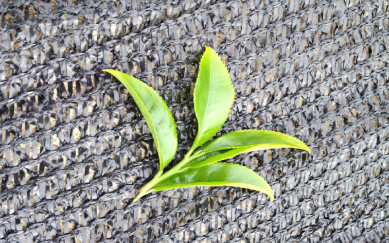 Analysis of Chaozhou Phoenix Oolong Tea Grades: How to Choose Between Dancong, Langcai, and Shuixian?