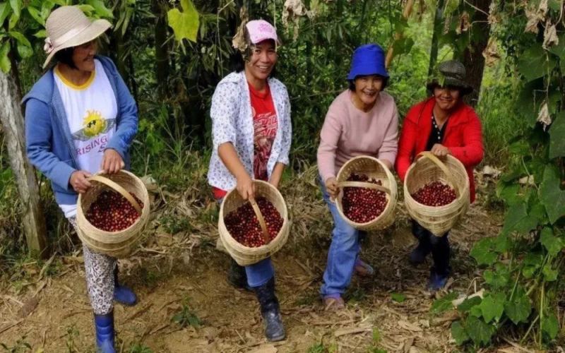 How to Choose Specialty Coffee Beans from Peru? Exploring Andean Flavors and Washed Geisha
