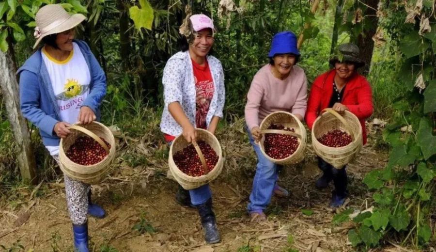How to Choose Specialty Coffee Beans from Peru? Exploring Andean Flavors and Washed Geisha