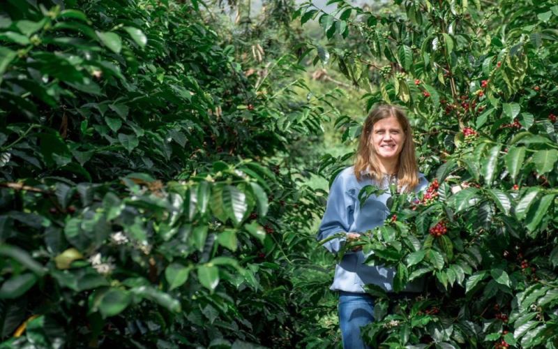 A Comprehensive Guide to Panama Geisha's Four Tiers | Flavor and Altitude Differences from Auction to Blue Label