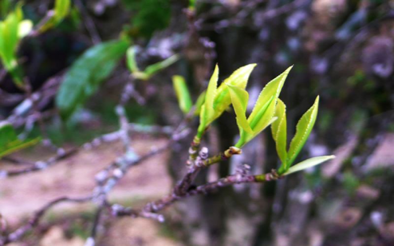 Phoenix Dancong Ye Laixiang Single Bush: An In-depth Analysis of Aroma and Flavor from the High-altitude Wuyun Mountain Oolong Tea