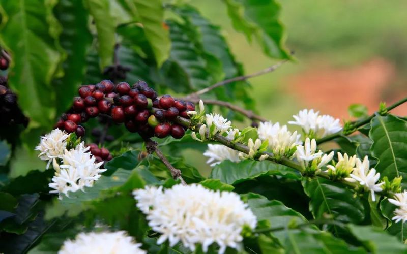 From Ethiopia to Panama: A Complete Analysis of Geisha Coffee Variety Evolution and Regional Flavor Differences