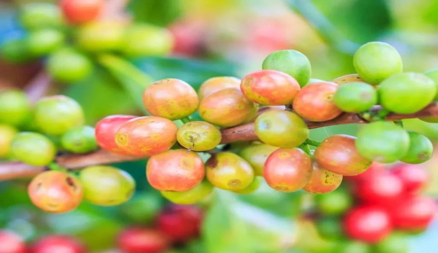 Encyclopedia of Arabica Coffee Varieties: From Typica to Heirloom, A Guide to Premium Flavor Profiles