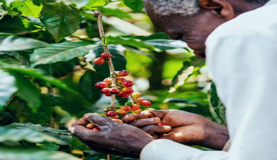Introduction to Tanzanian Coffee Growing Regions & Washed Process Pour Over Tutorial | Kilimanjaro Flavor Analysis