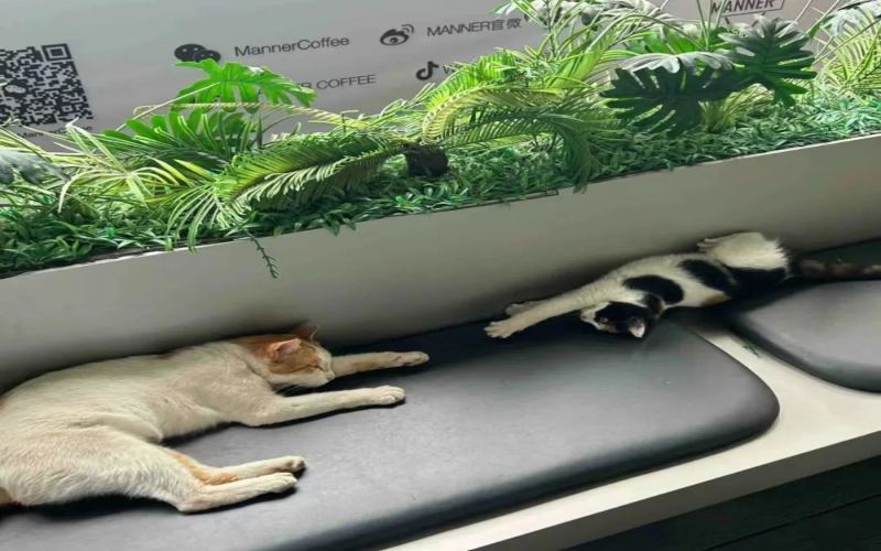 The MANNER Tianhe City branch in Guangzhou went viral for sheltering stray cats, becoming a cat-petting haven for office workers