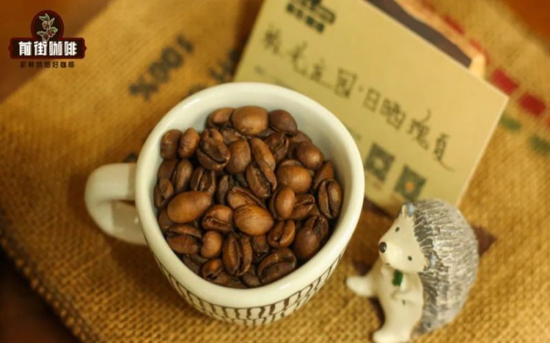 The Ultimate Guide to Panama Aurora Geisha: Brewing & Flavor Profiles of Ironman Washed & Camillena Natural