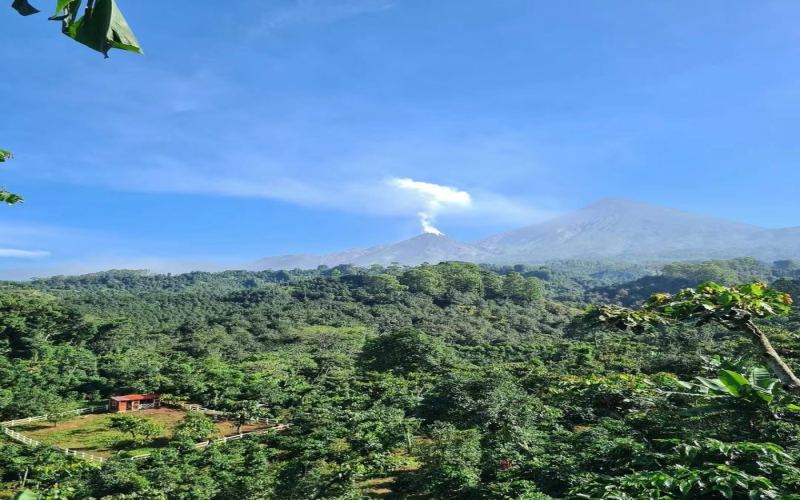 The Ultimate Guide to Panamanian Geisha Varieties: Exploring Boquete Region Flavors and the Differences Between Single-Origin and Blends