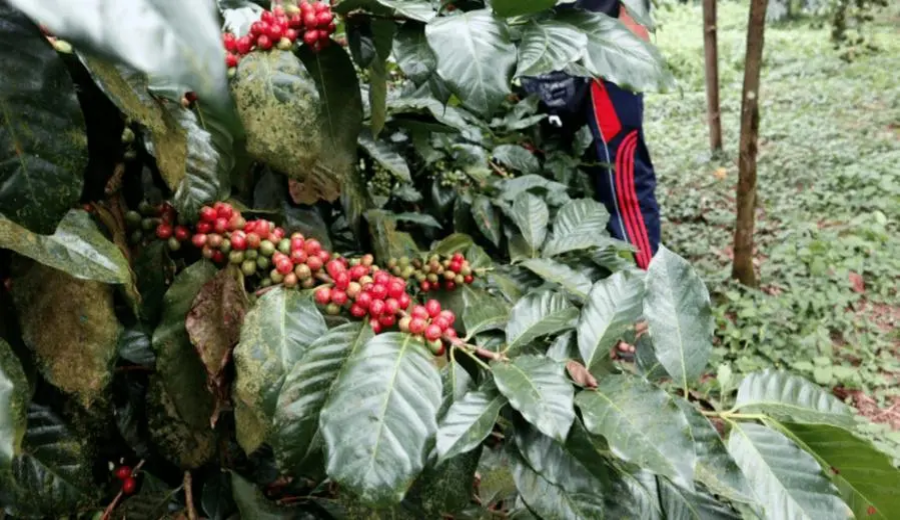 Indonesia's Frequent Volcanic Eruptions and Drought Push Robusta Coffee Prices to New Highs