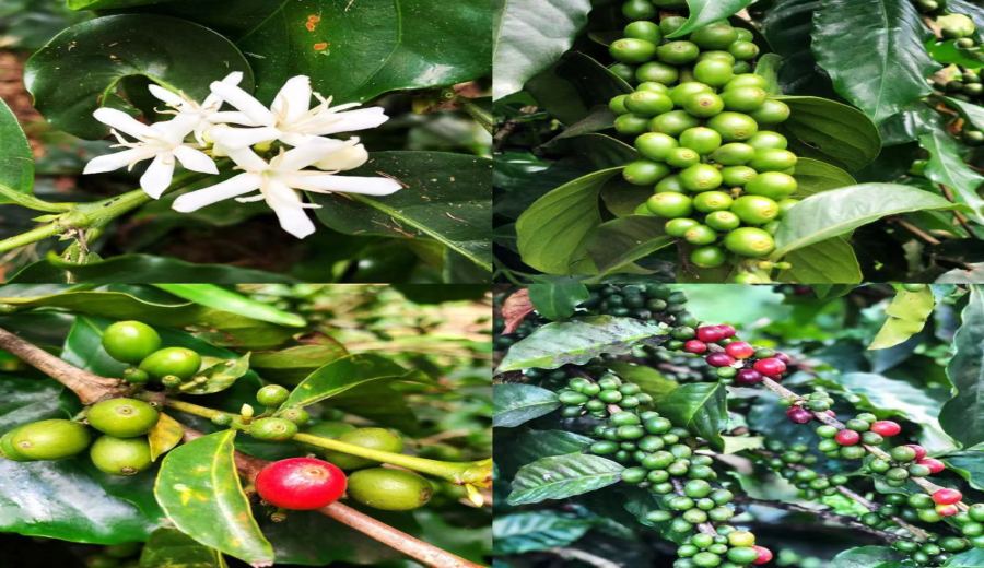 A Complete Guide to Jamaican Blue Mountain Coffee: Grades, Flavors, Pour Over Tips & Authenticity Check