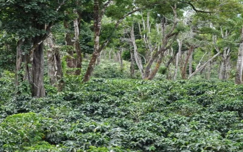 Complete Guide to Pour Over Brewing with Jade Mountain Diamond Hill Catuai from Emerald Estate: Varietal Background, Flavor Profile & Extraction Techniques